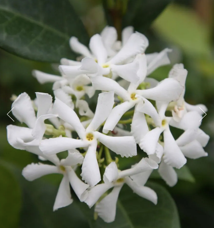 Trachelospermum jasminoides