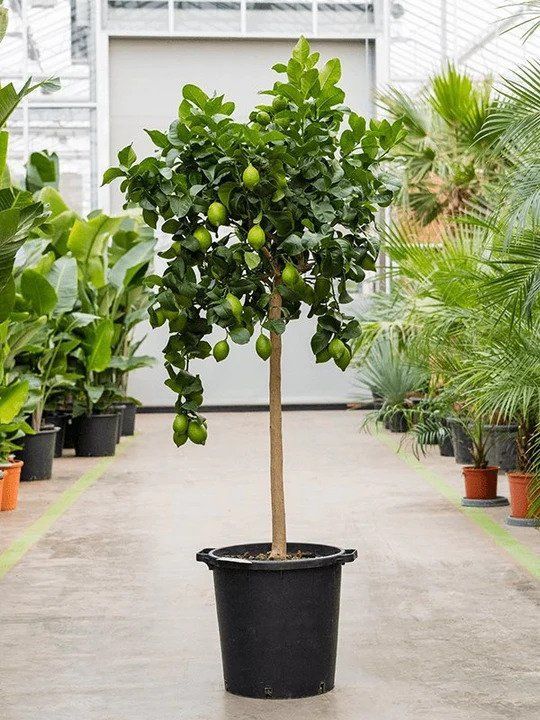 Big pots deals for trees