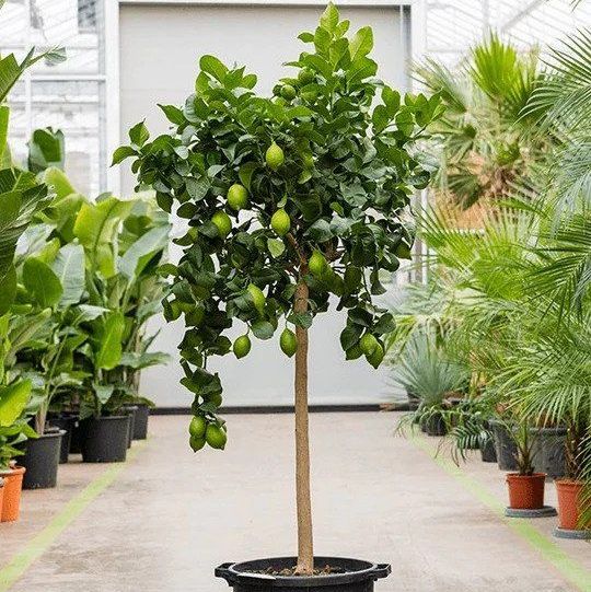 20 Best Large Pot Trees To Brighten Up Your Home or Garden