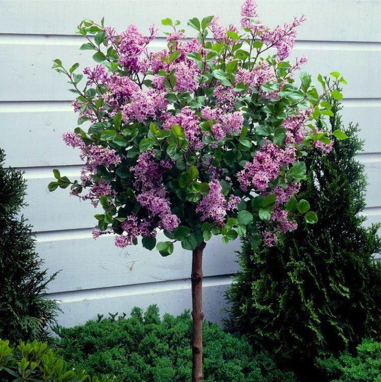 20 Best Large Pot Trees To Brighten Up Your Home or Garden