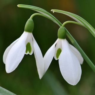 Snowdrop - Galanthus nivalis bulbs
