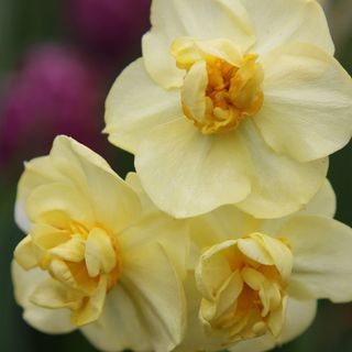 Daffodil - 'Yellow Cheerfulness' bulbs