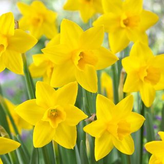 Daffodils: Narcissus bulbs 'Sweetness'