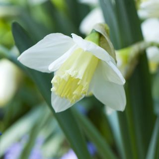 Daffodils: Daffodil bulbs 'Ice Follies'