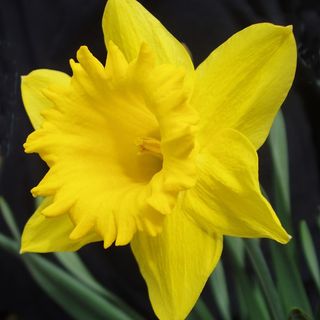Daffodils: Narcissus 'Dutch Master' bulbs
