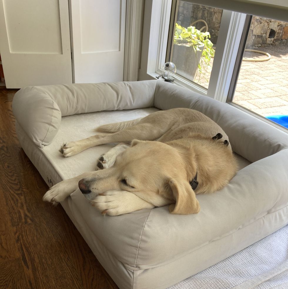 Orthopedic Memory Foam Dog Bed
