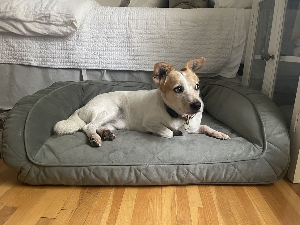 Dark Grey Large Medium and Small Dog Bed Elevated Dog Bed 
