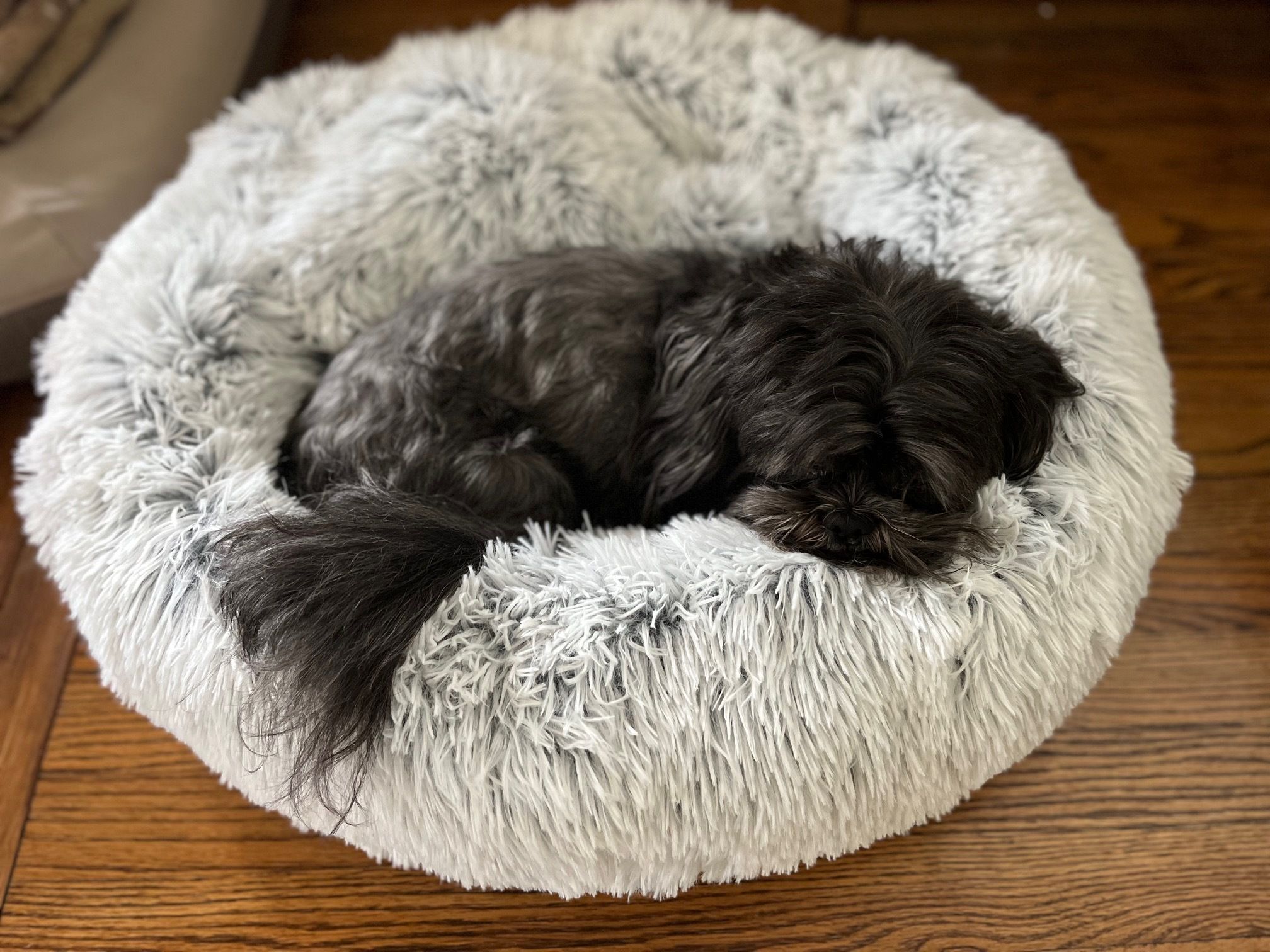 why do dogs lick beds