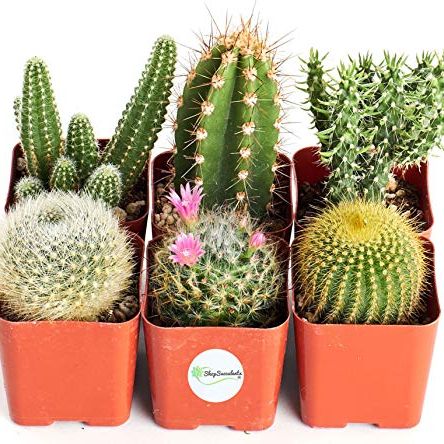Can't Touch This Collection Indoor Cacti Plants