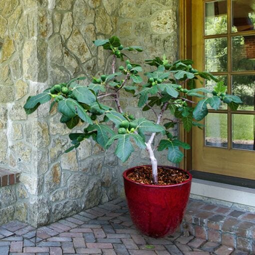 Fig Tree Fig Tree