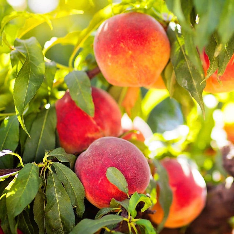 Peach Tree Peach Tree