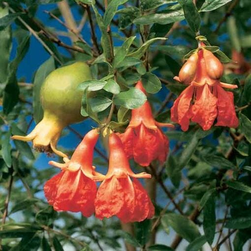 Pomegranate Tree Pomegranate Tree