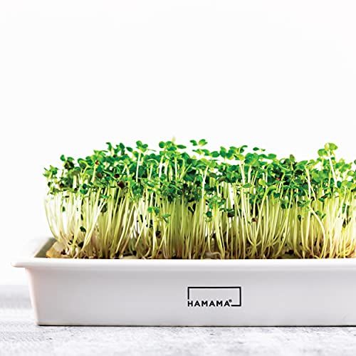 Micro-Greens Growing Kit
