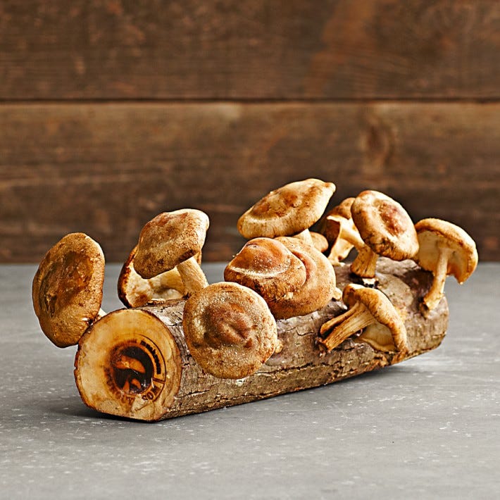 Shiitake Mushroom Log Kit