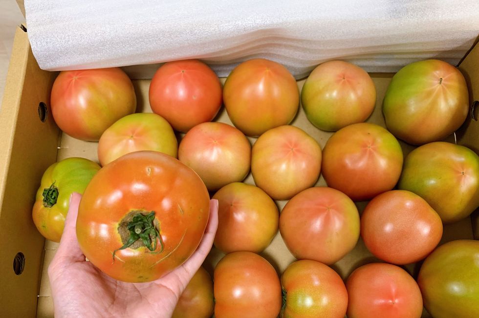 トマト4kg