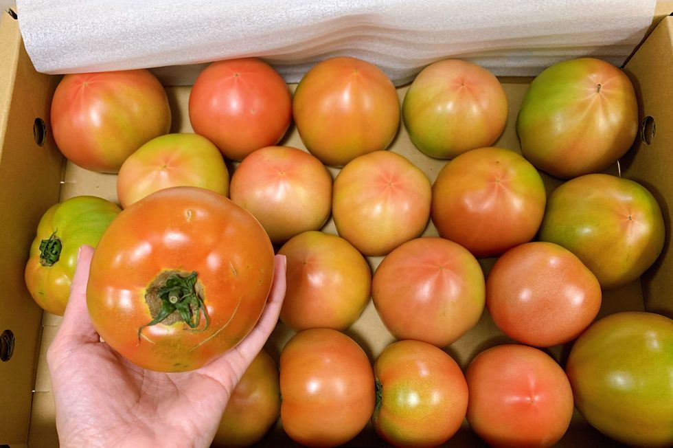 トマト4kg