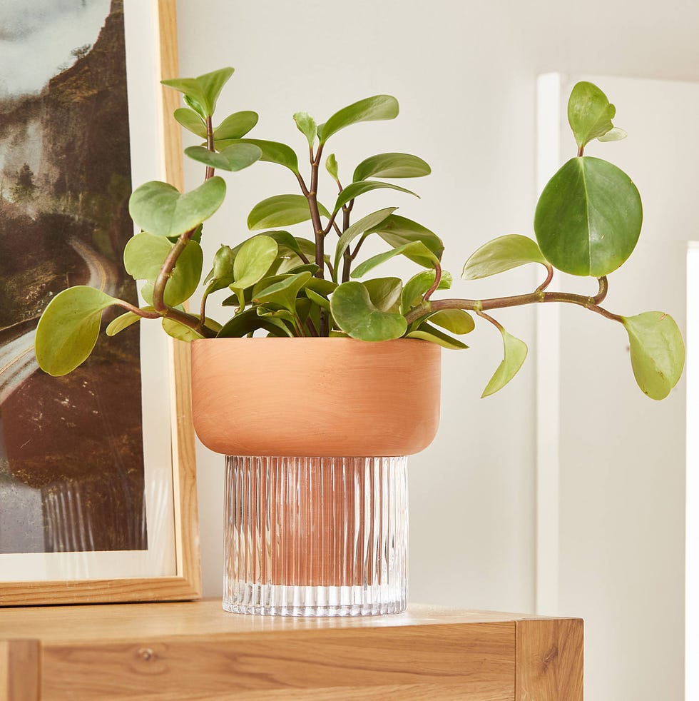 Izzie Self-Watering Planter