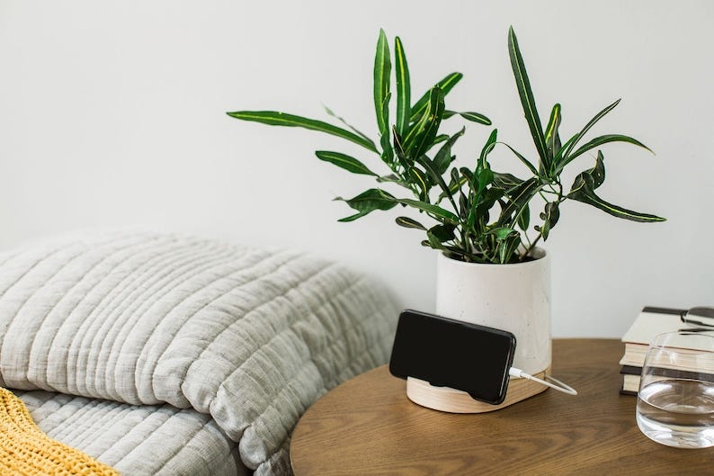 Handcrafted Live Air Plant Arrangement | Office Desk Indoor Plant | Unique  Gift