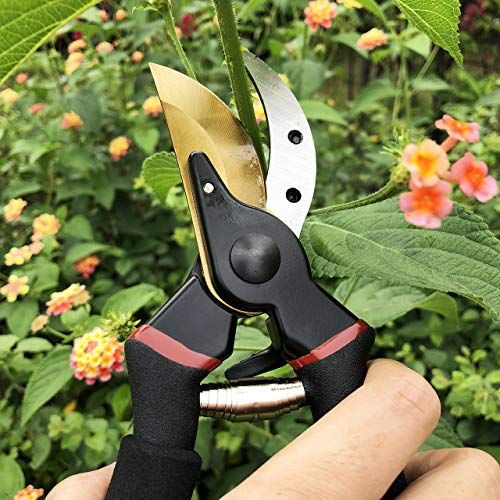Best garden shears and secateurs for trimming grass, hedges and pruning  shrubs in 2023