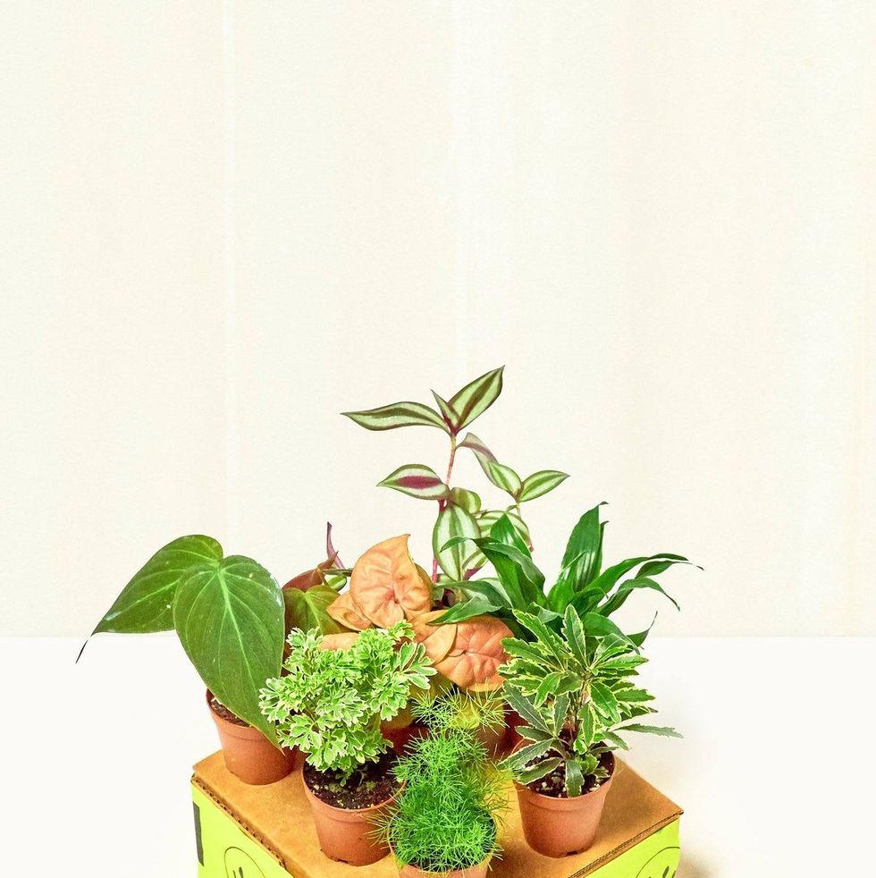 The ultimate plant parent gift guide
