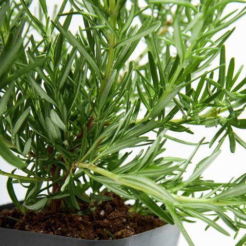 How to Care for Rosemary in Winter
