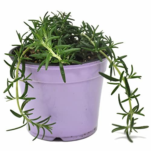 Prostrate rosemary