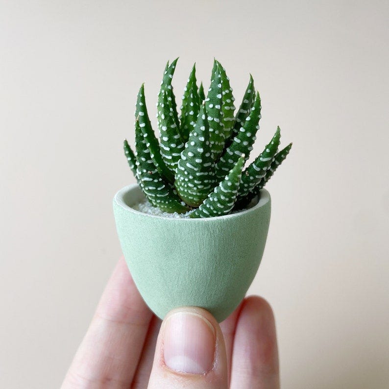 Mini suculenta y mini maceta de cerámica