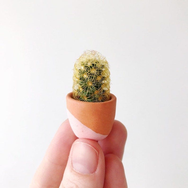 Mini cactus y mini maceta Fernando