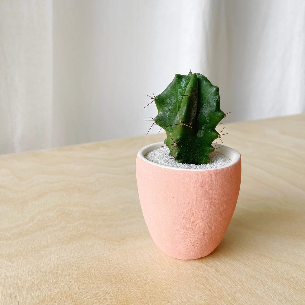 Mini cactus con mini maceta Ralphie