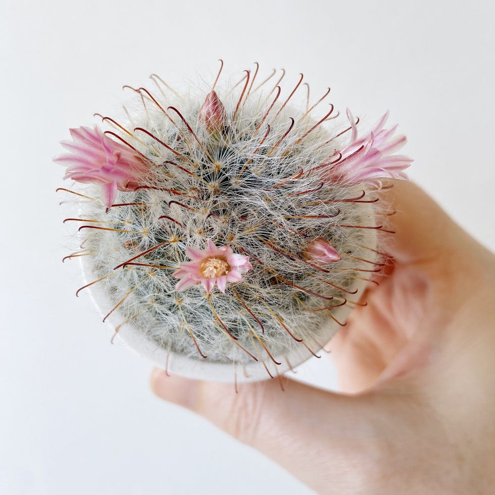 Mini cactus con flores rosas Frankie
