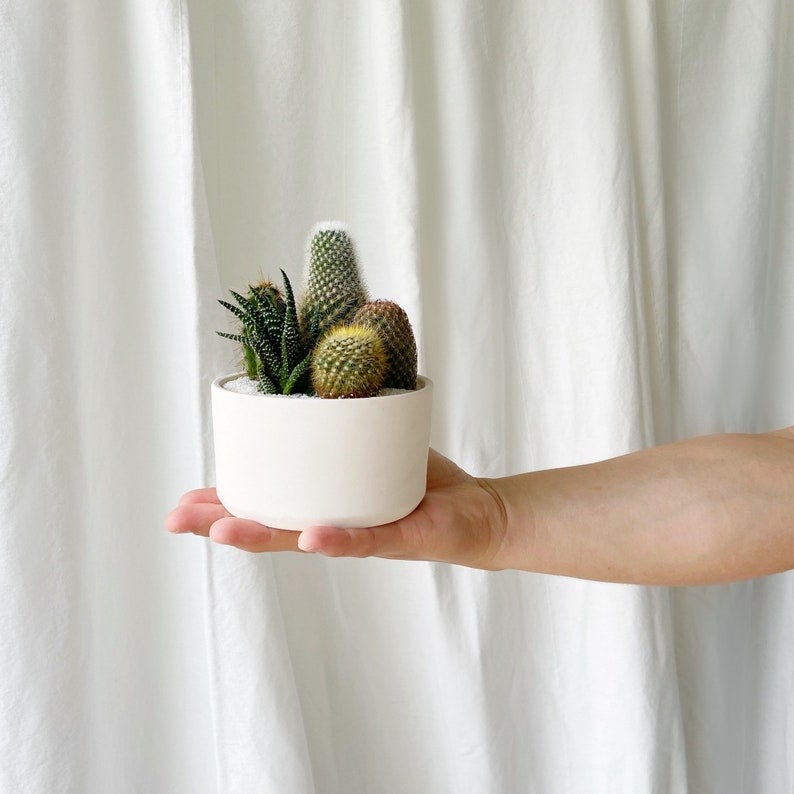 Maceta con varios micro cactus
