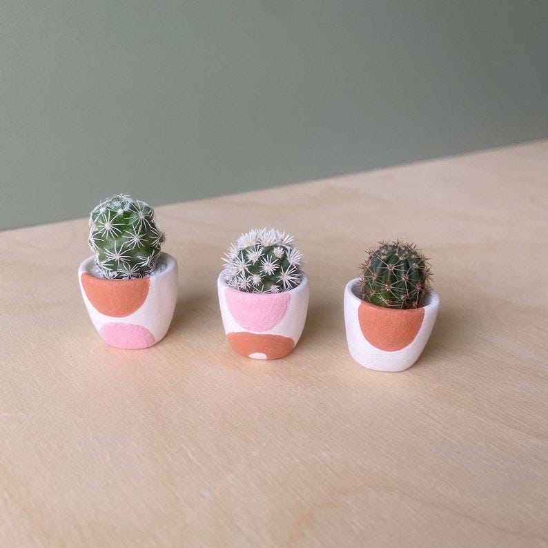 Colección de micro cactus