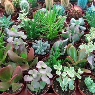 Cactus, plantas crasas y plantas suculentas artificiales