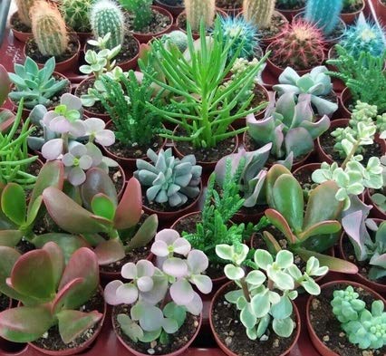 15 Cactus y suculentas