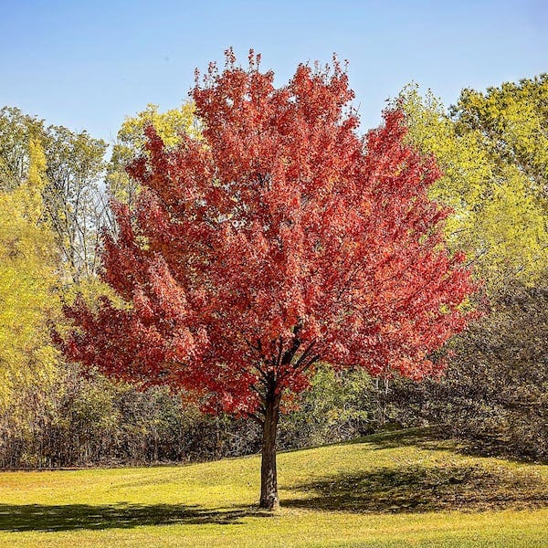 Brighter Blooms 5 Gal. Honeycrisp Apple Tree APP-HON-56_5 - The Home Depot