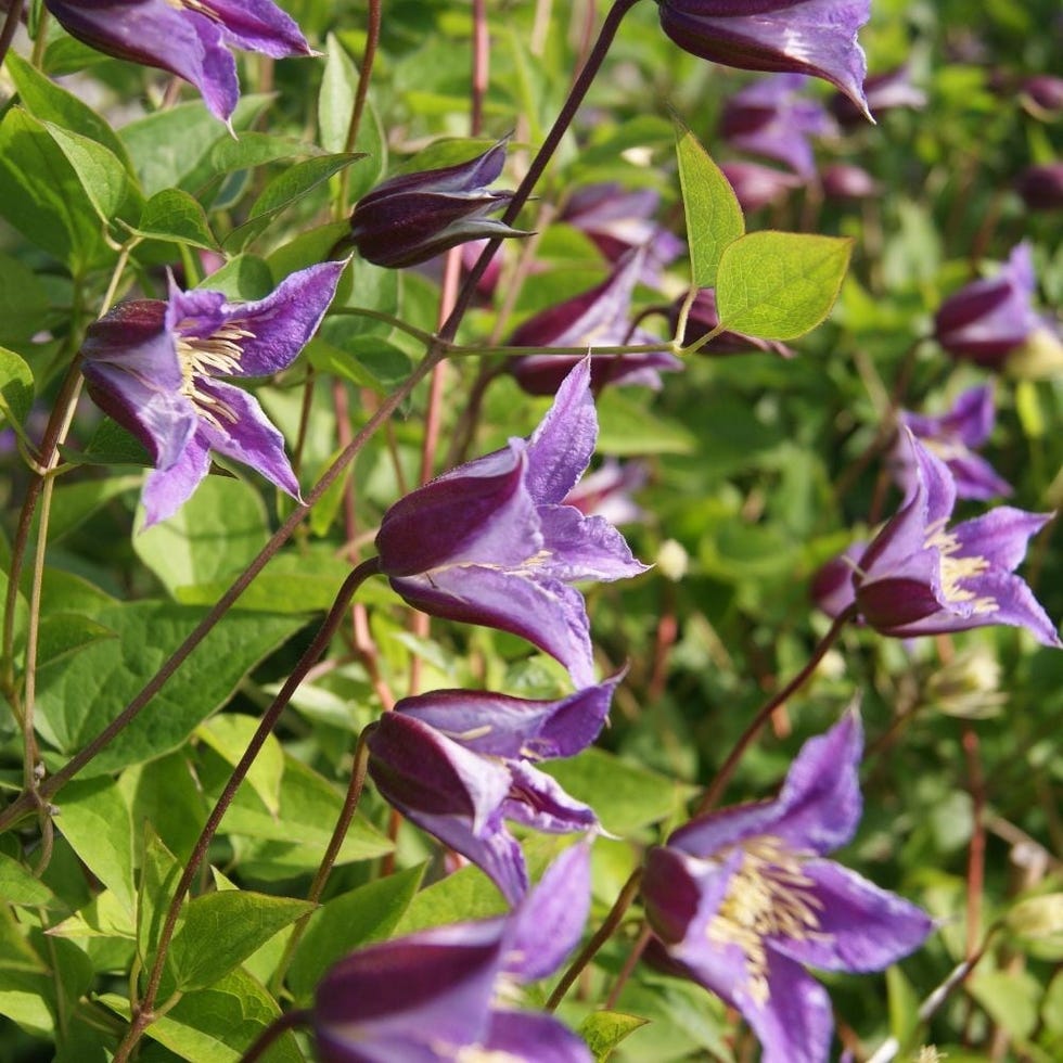 'Prince William' Clematis 