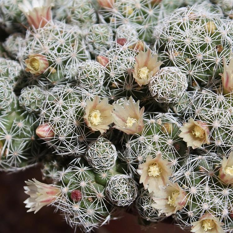 White Thimble Cactus 