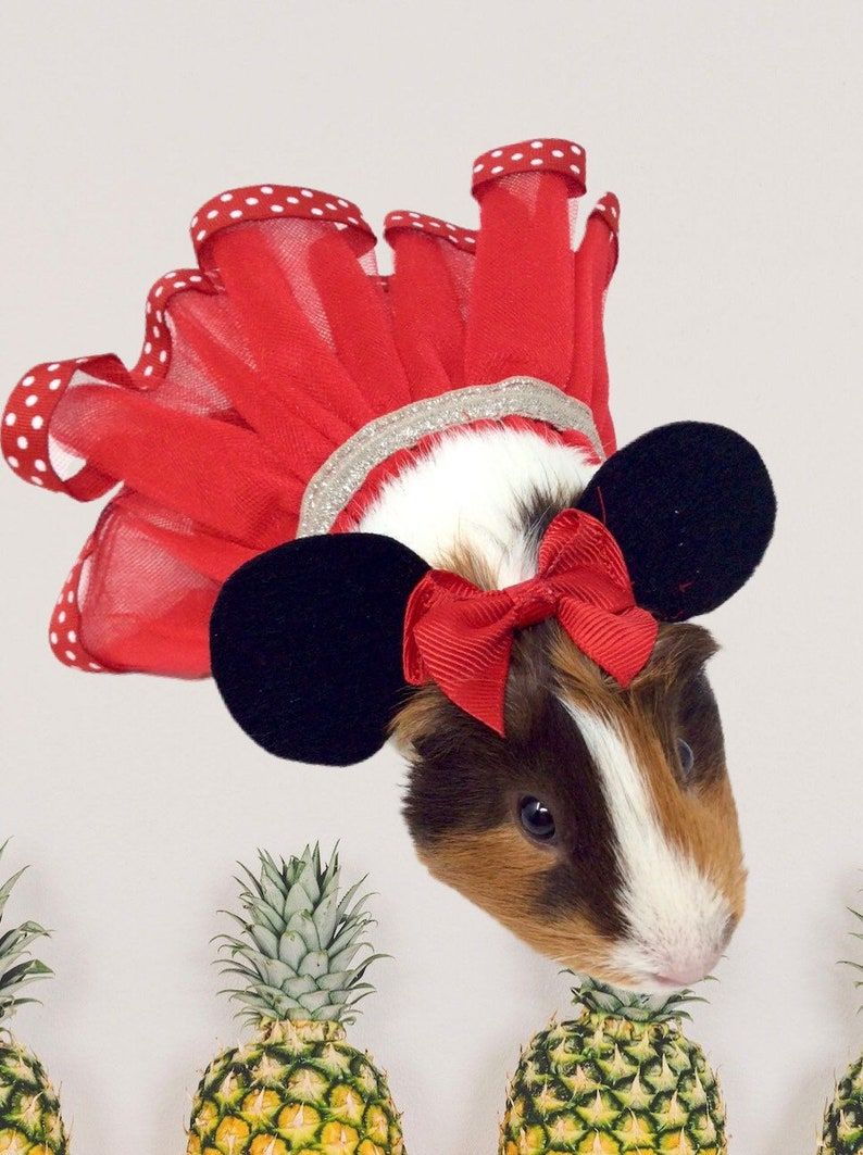 Guinea pigs hot sale in outfits