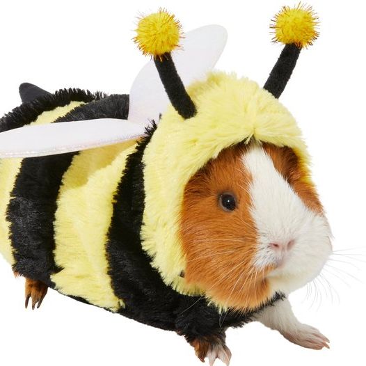 Bumblebee Guinea Pig Costume