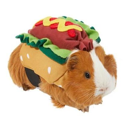 Hot Dog Guinea Pig Costume