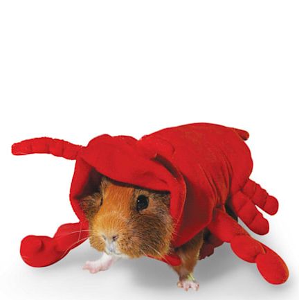 Lobster Guinea Pig Costume 