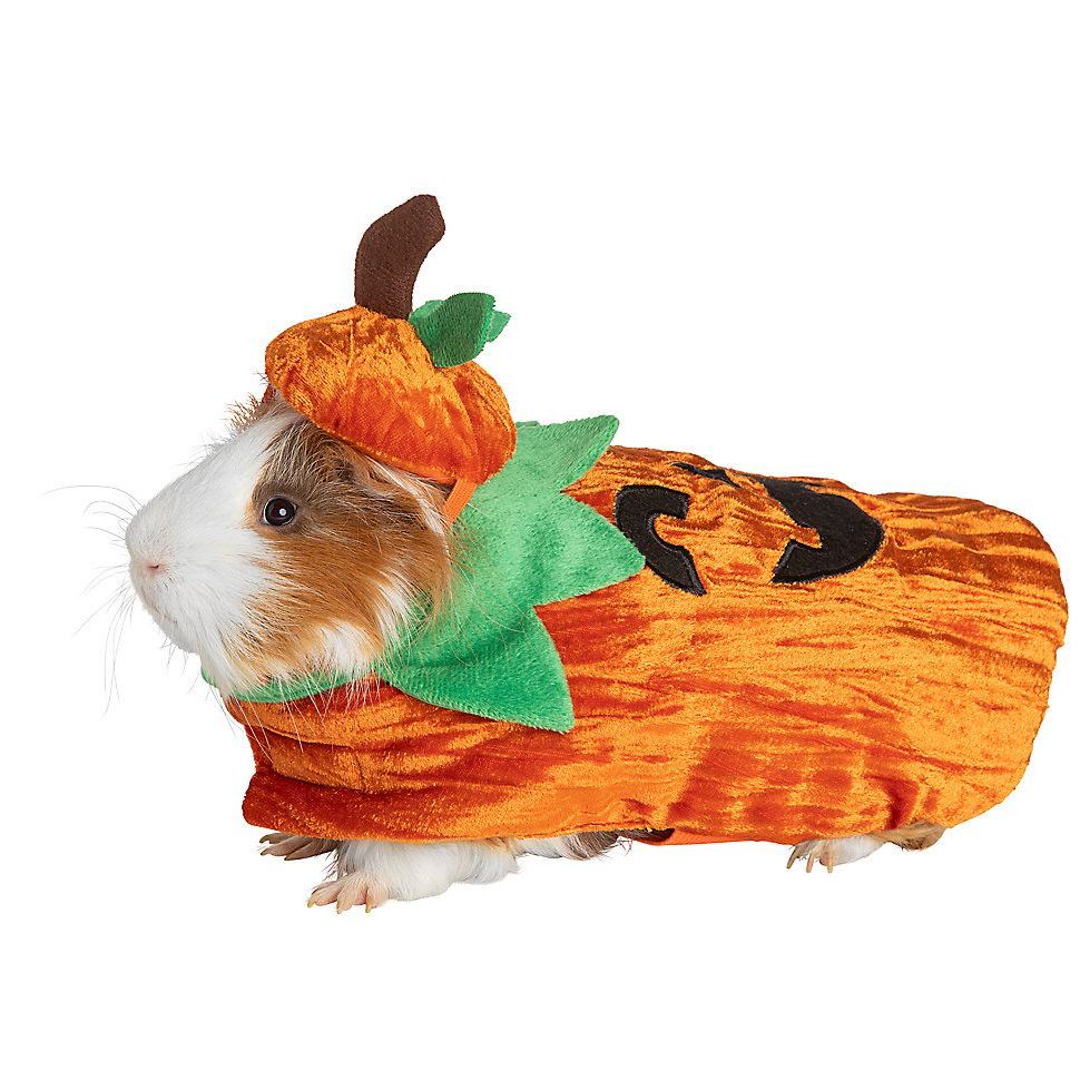 Pumpkin Guinea Pig Costume