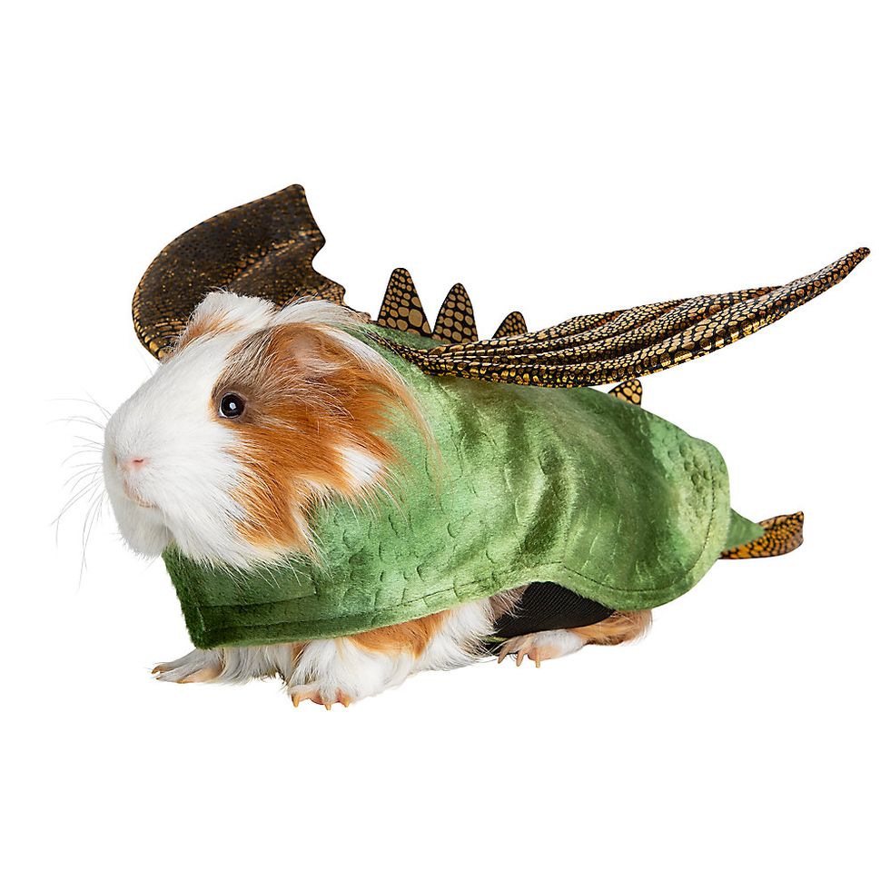 Dragon Guinea Pig Costume