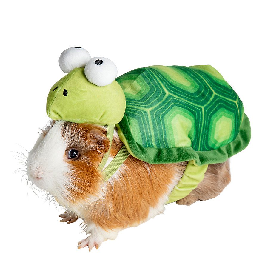 Turtle Guinea Pig Costume