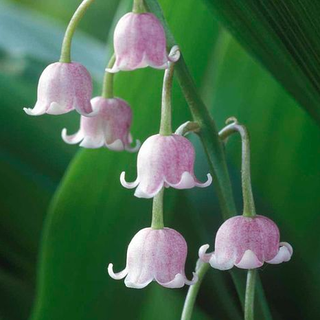 Lily of the Valley (Pink)