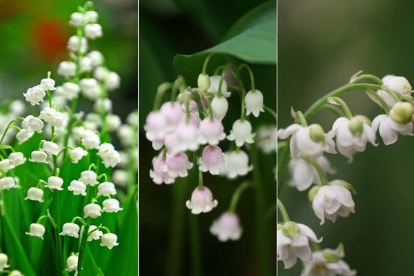 Lily Of The Valley Plant: Its Meaning And Why It's Poisonous