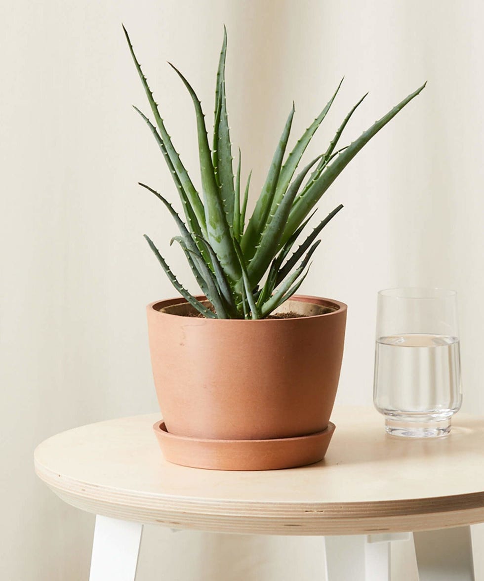 Bloomscape Hedgehog Aloe