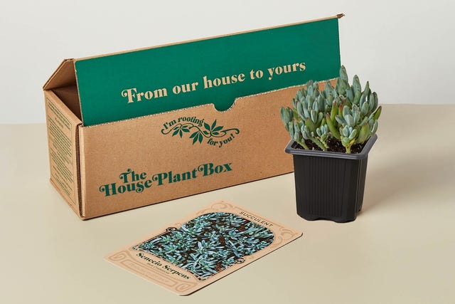 Succulent Box