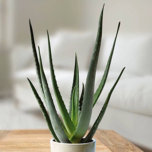 Aloe vera