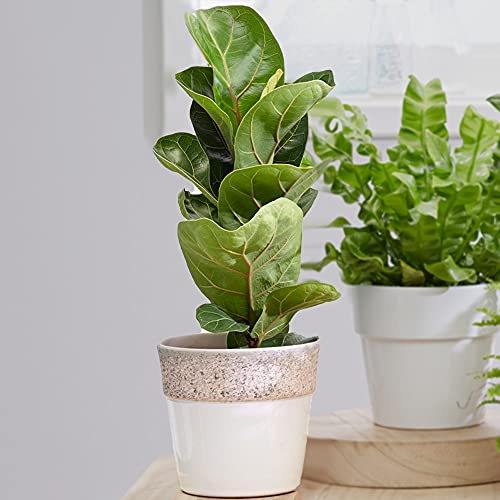 Ficus hoja de violín